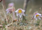 Pulsatilla vernalis 