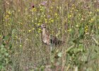 Großer Brachvogel