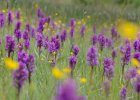 Naturpark Fichtelgebirge/Breitblättriges Knabenkraut Bischofsgrün