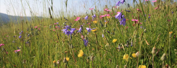 Blühende Wiese Blühende Wiese