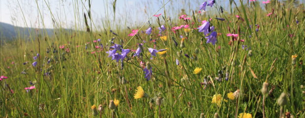 Blühende Wiese