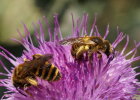 Halictus Scabiosae