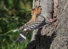 Wiedehopf Vogel des Jahres 2022